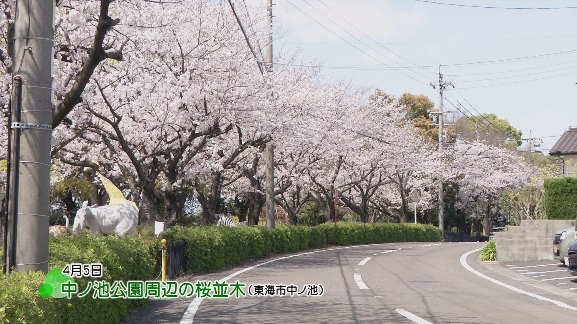 2020年4月9日】中ノ池公園周辺の桜並木 見頃を迎える | メディアス