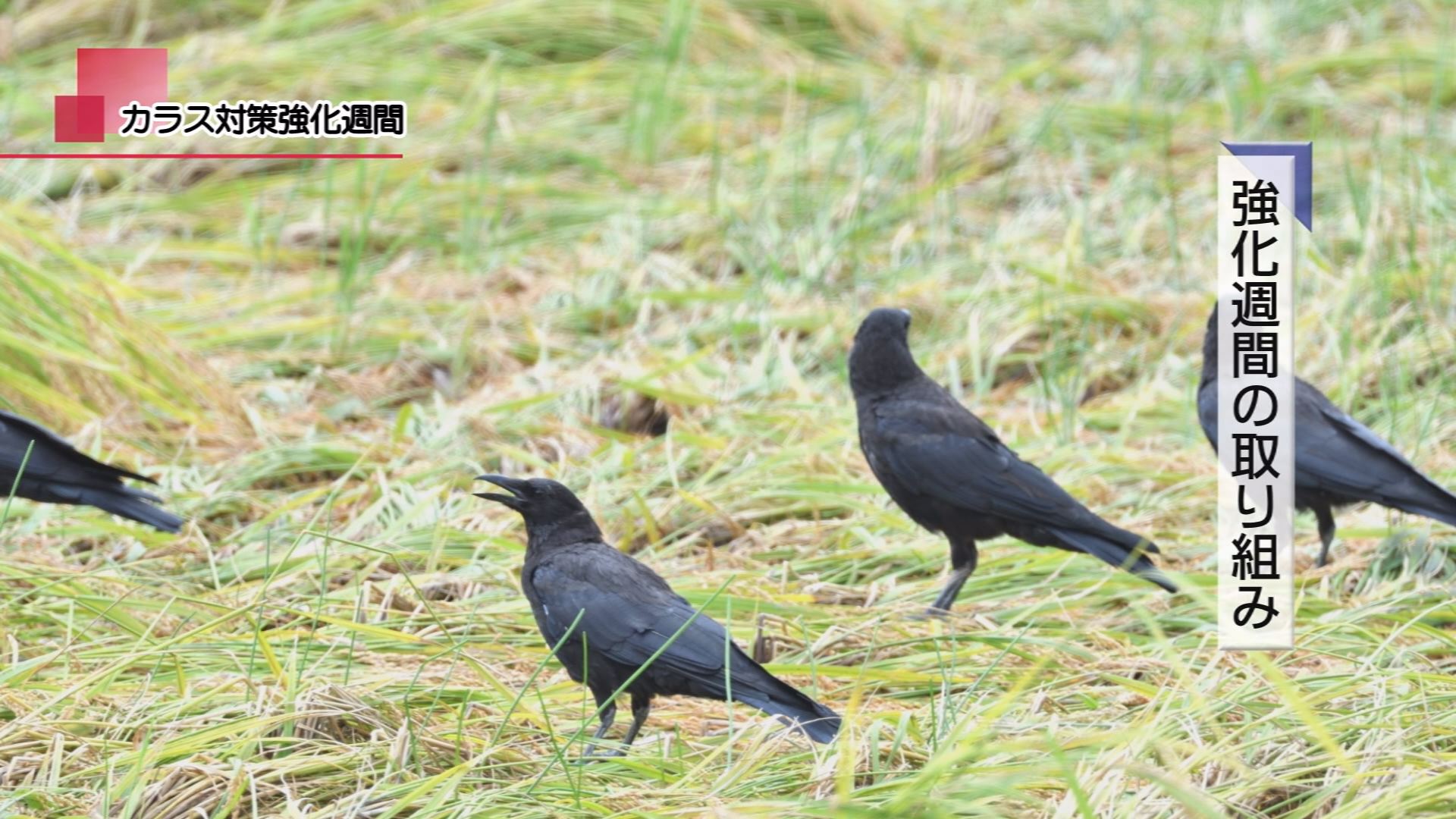 カラス様注文専用(他のお客様はご遠慮ください) 福彫 | 【看板・銘板】自立式サイン 合わせガラス＆ステンレス | 建材