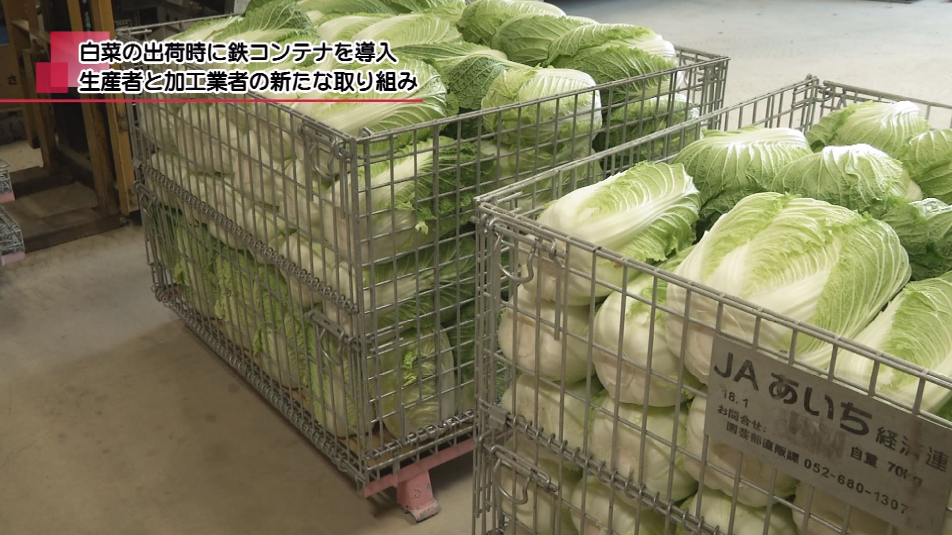 白菜の出荷時に鉄コンテナを導入 生産者と加工業者の新たな取り組み