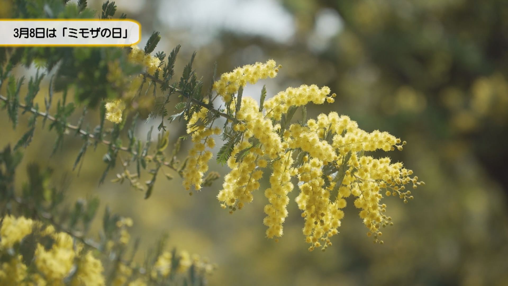 大府みどり公園のミモザ | メディアスチャンネル