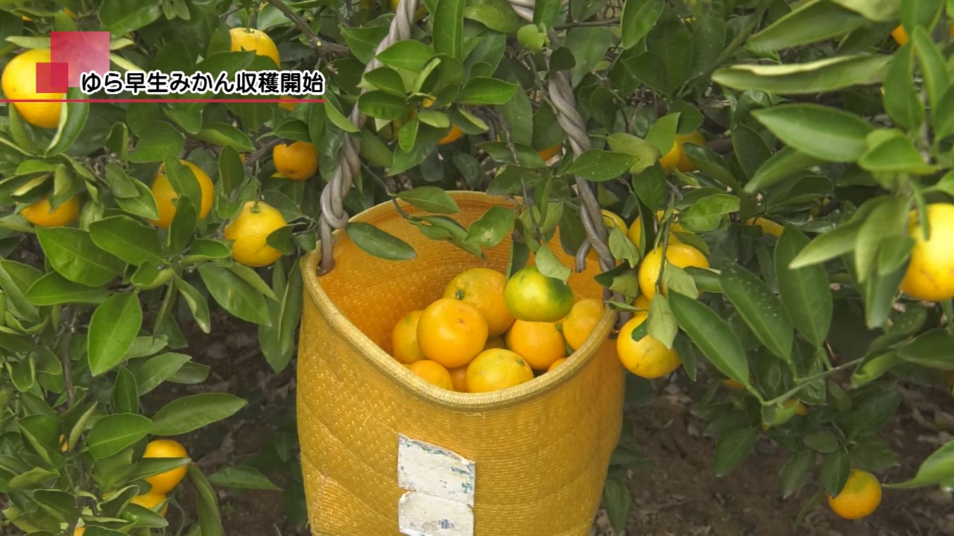 ゆら早生みかん収穫開始 | メディアスチャンネル