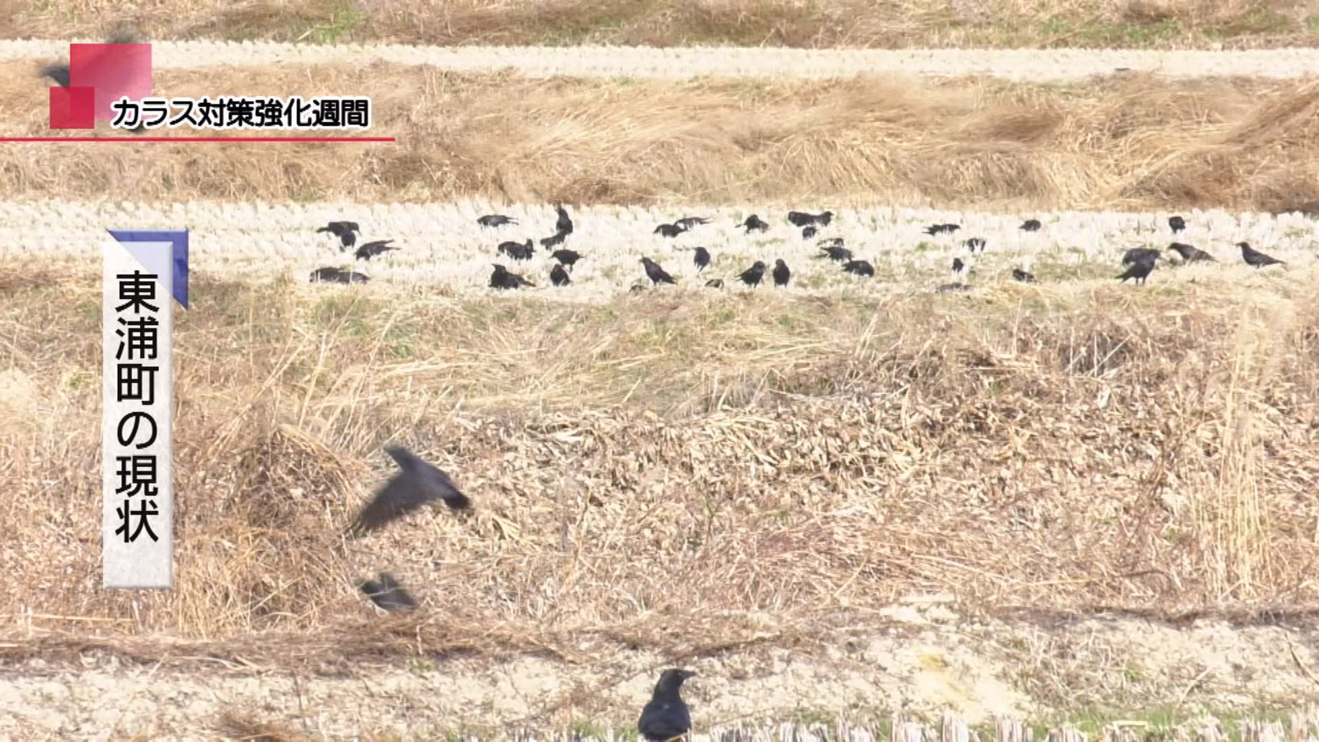 カラス対策強化週間 | メディアスチャンネル