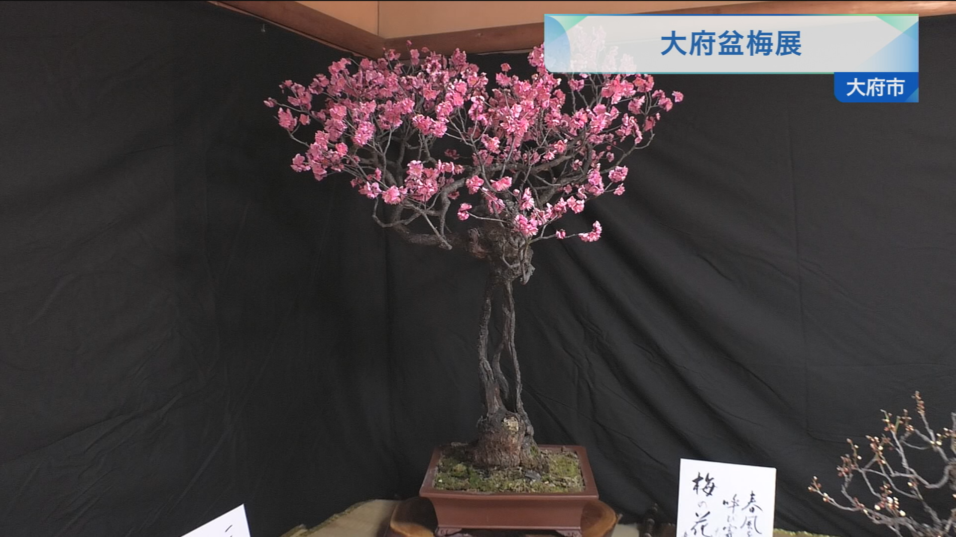 梅盆栽大 大府盆梅展 | メディアスチャンネル