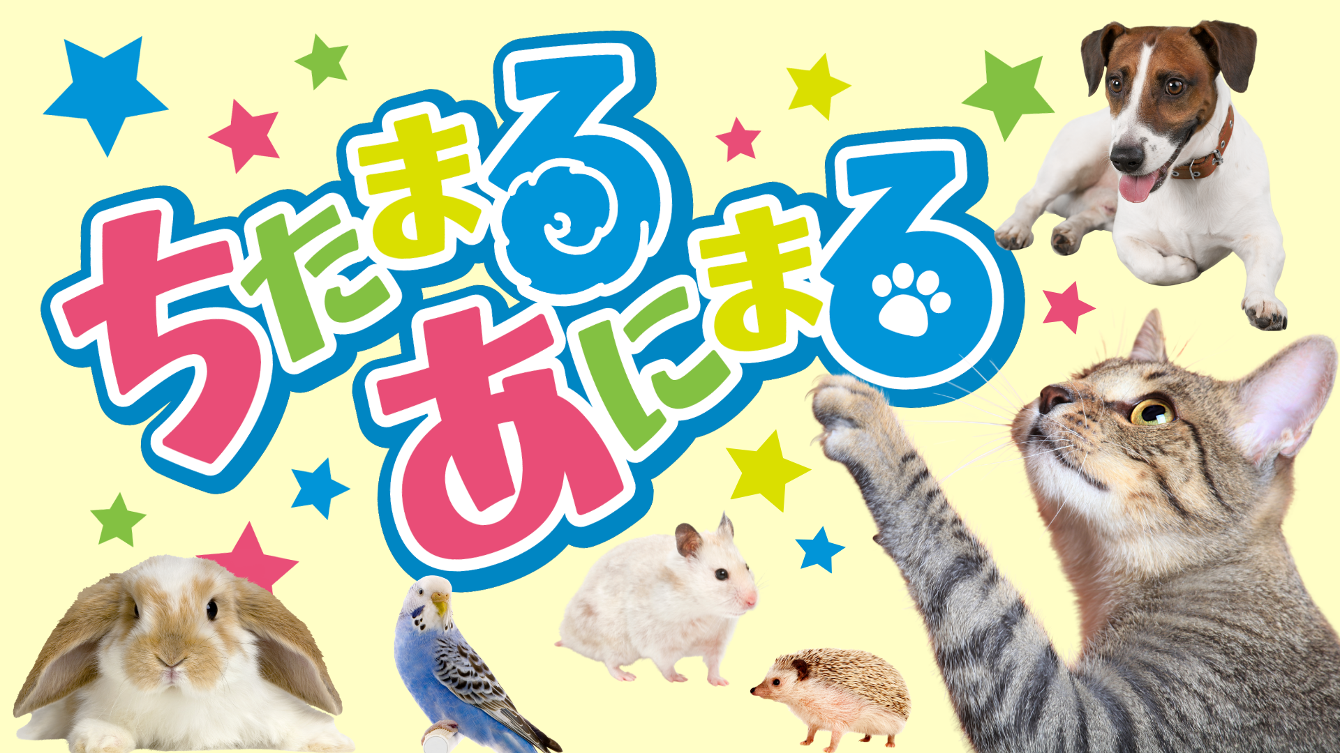 ちたまるあにまる | メディアスチャンネル